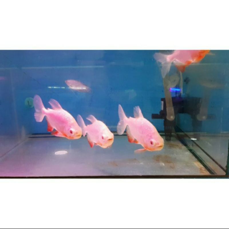Ikan Pacu Albino