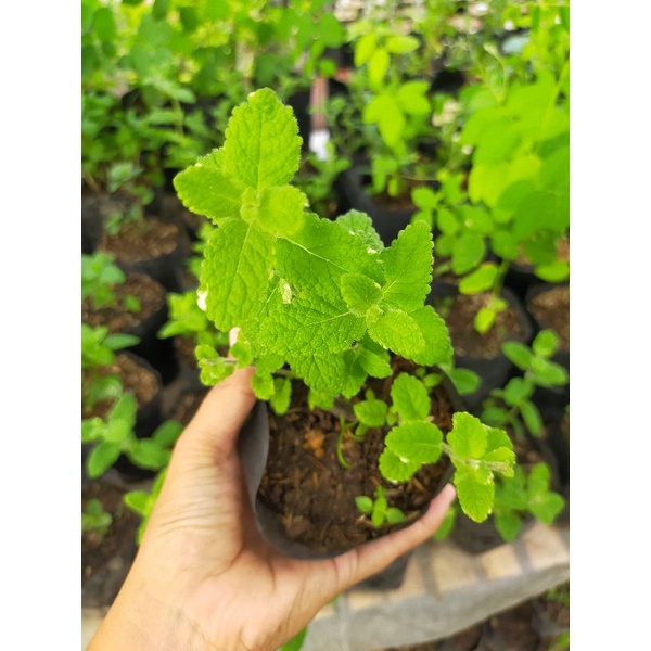 Bibit Tanaman Pineapple Mint/Bibit Tanaman daun mint