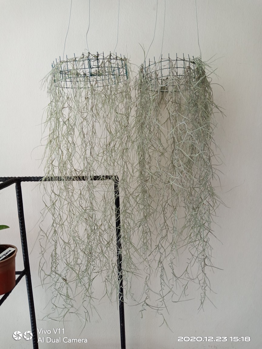 Tilandsia Atau Jenggot Musa Atau Jenggot Dewa 40 Cm