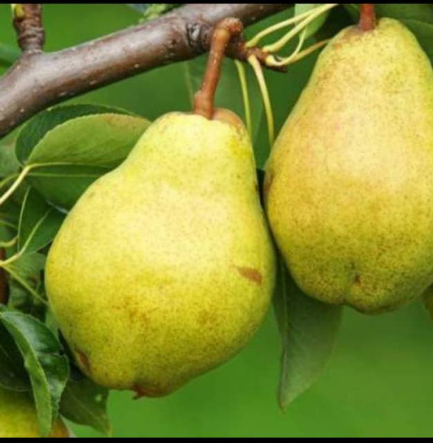 Bibit PEAR Hijau Cepat Berbuah