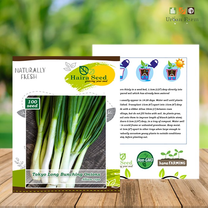 Benih-Bibit Daun Bawang Tokyo Long Bunching (Haira Seed)