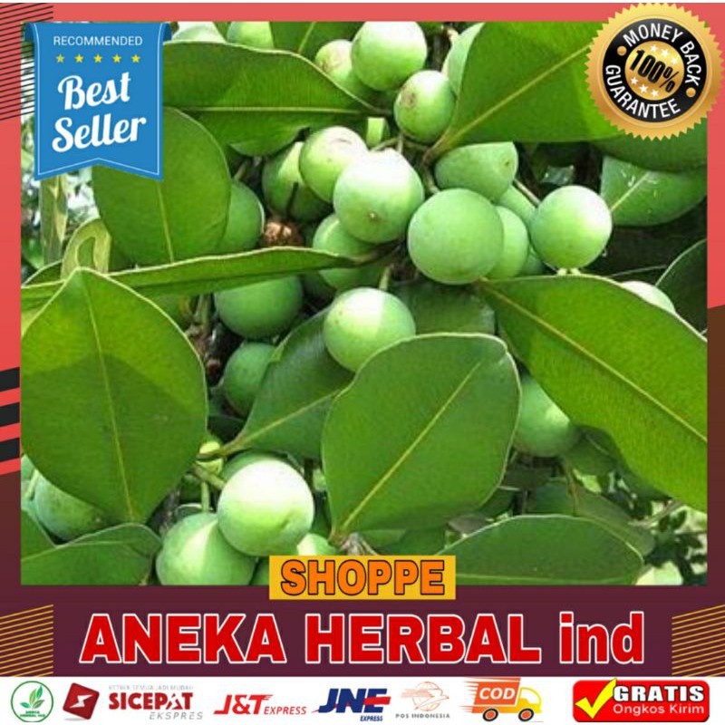 

BUAH NYAMPLUNG HIJAU FRESH