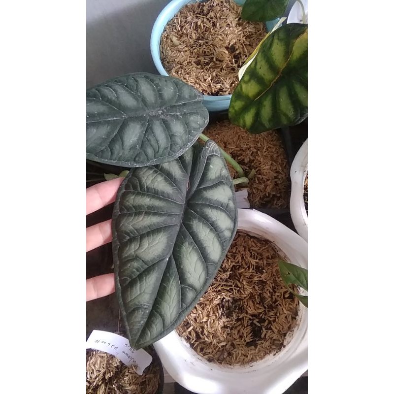 alocasia dragon silver 2, 3 & 4daun