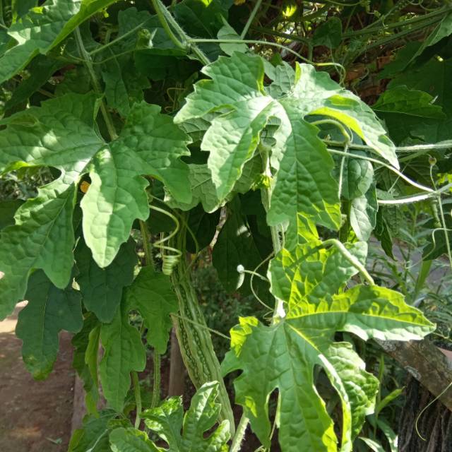 

DAUN PARE HERBAL SEGAR MUARH