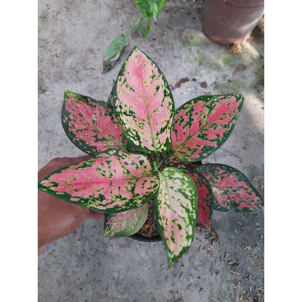 Tanaman Hias Aglonema Dut Anjamani/ aglonema dut anjamani murah