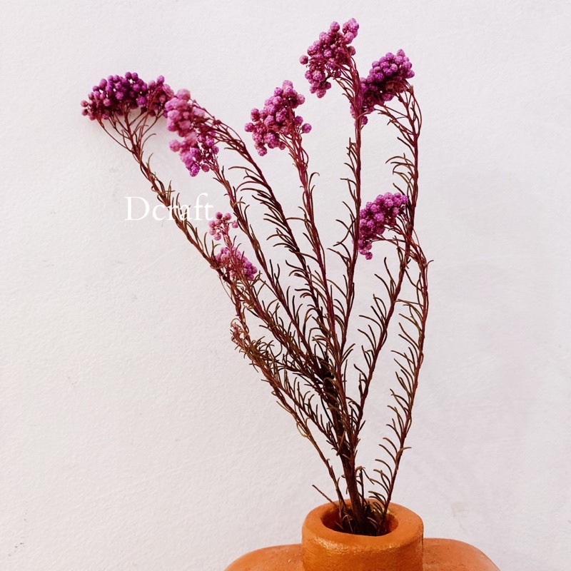 Bunga Kering Mini Ondol Murah Buker Aesthetic