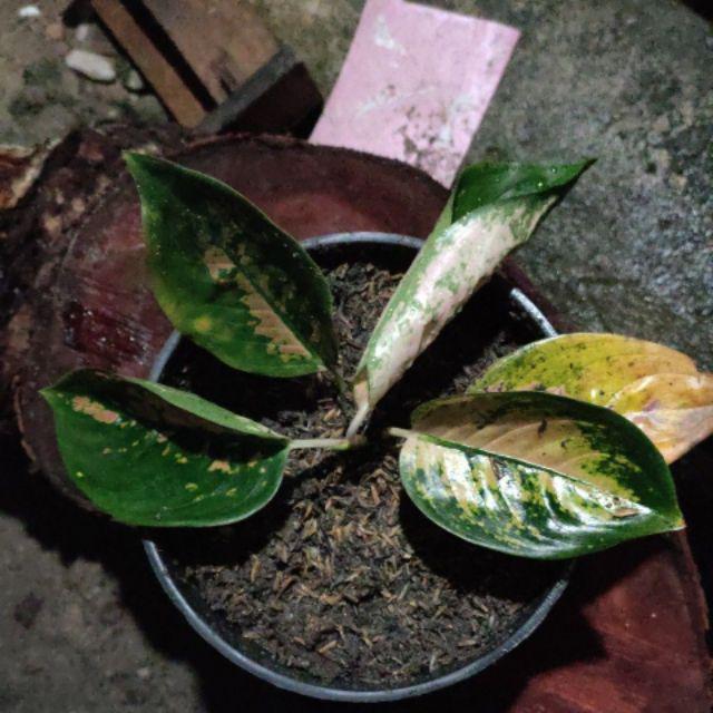 Bunga aglonema SULTAN BRUNAI Shopee Indonesia Bunga aglonema SULTAN BRUNAI Shopee Indonesia