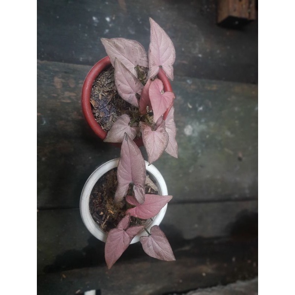 Syngonium pink emerald