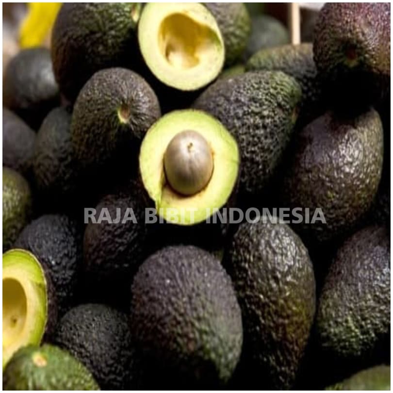 Bibit Tanaman Buah Alpukat Hass