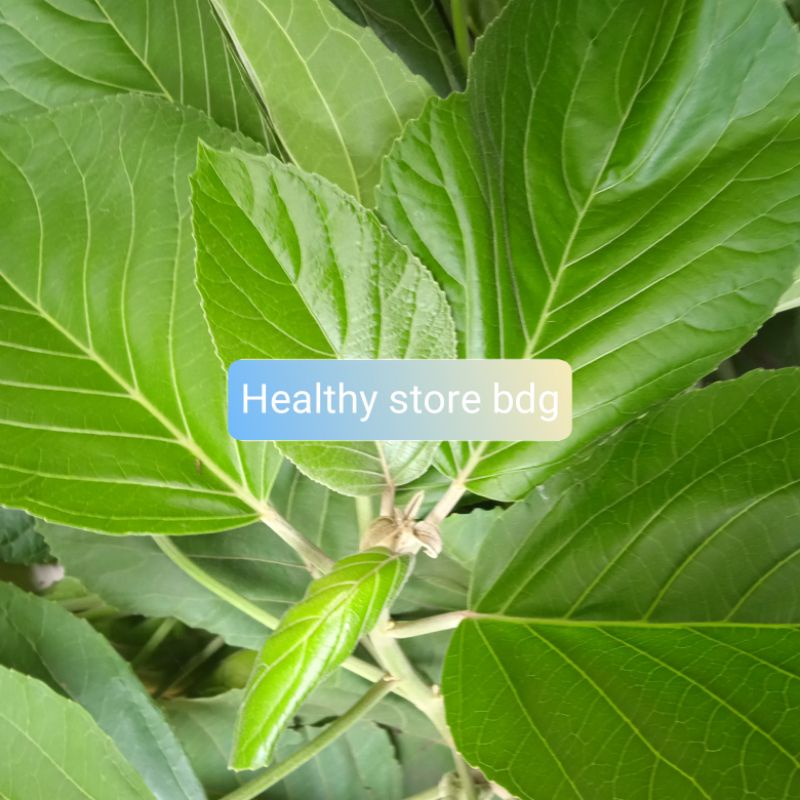 

Daun Talingkup Segar Per 500 Gram