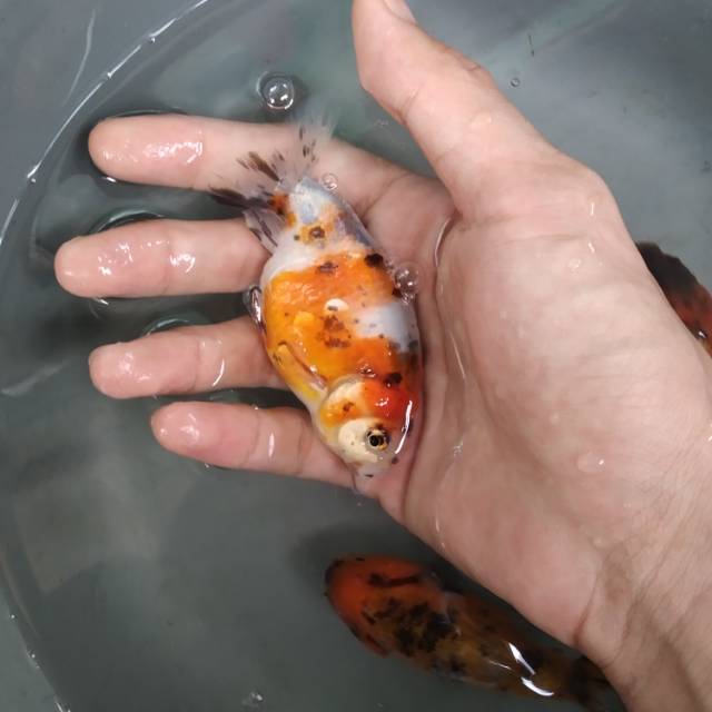 Ikan mas koki ranchu calico