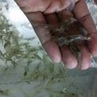 

Udang Rawa Hidup Pakan ikan Predator/umpan pancing(isi s50/m40/L30 ekor)