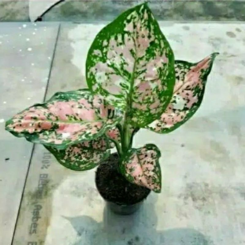 anakan aglonema tricolor