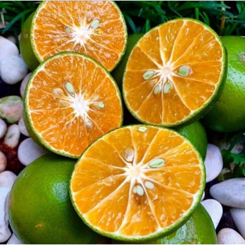 

Bibit Jeruk Siam Pontianak Asli Okulasi Cepat Berbuah