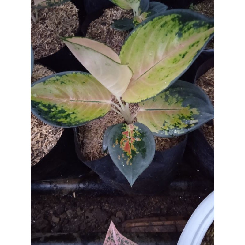 aglaonema sultan brunai jumbo