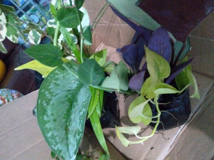 Tanaman Hias Calathea Silver