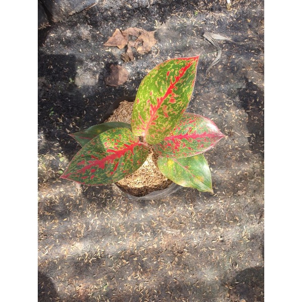 aglaonema red stardas