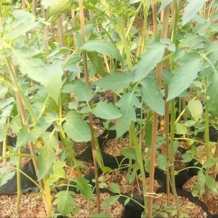 Bibit Pohon Tomat - Pohon Buah Tomat