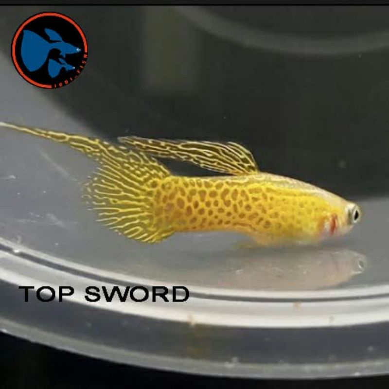ikan hias Guppy top sword