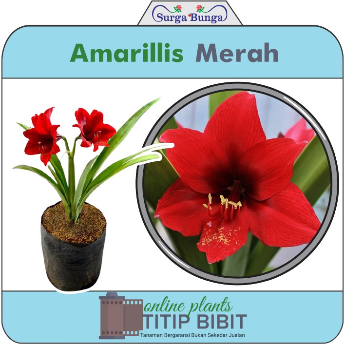 Bibit Bunga Amarilys Merah Siap Berbunga