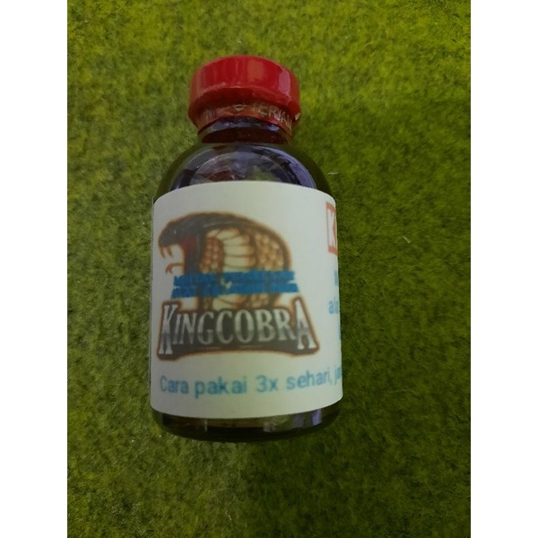 

minyak king kobra