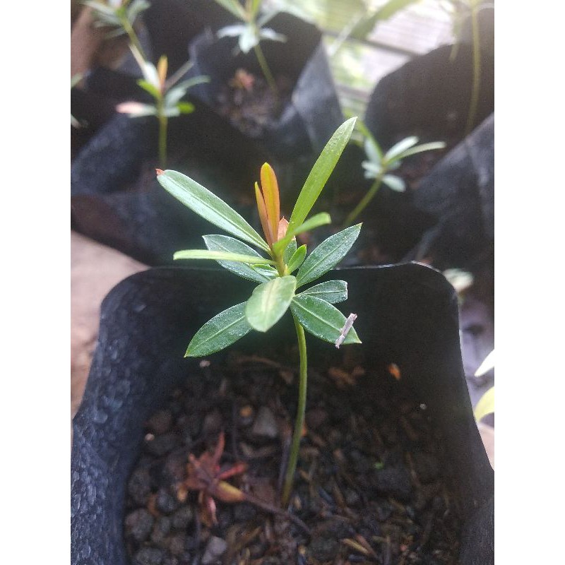 Bibit Lohansung Pucuk Merah