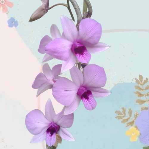 Anggrek dendrobium bigibbum var. schroederianum MIRIP MANTANGAI