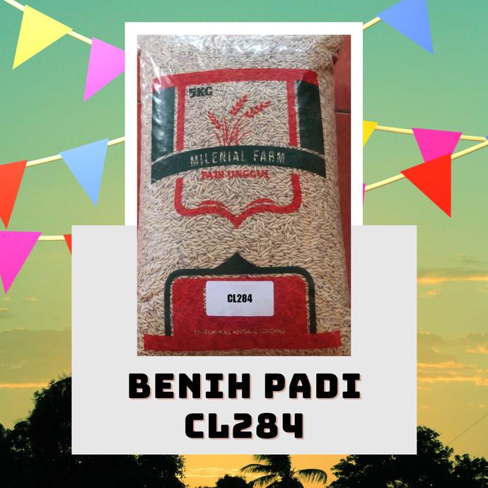 Padi Unggul Cl284 Cl 284
