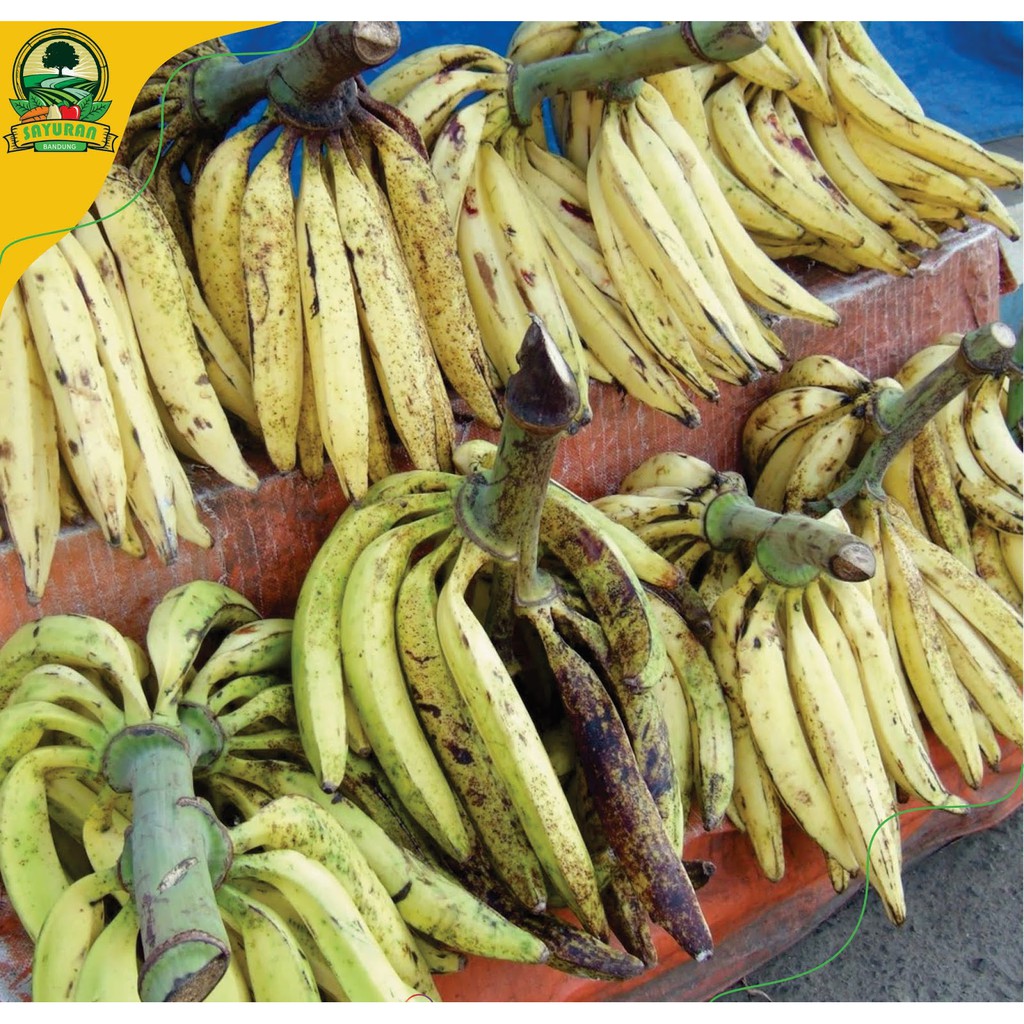 

Segar PISANG TANDUK /KG