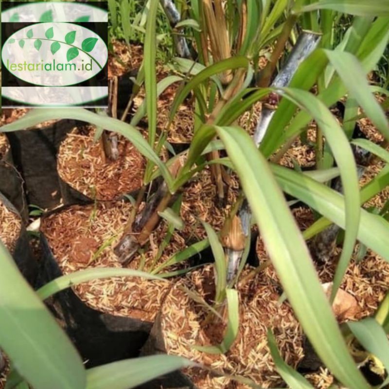 bibit tebu Ireng pohon tebu ireng