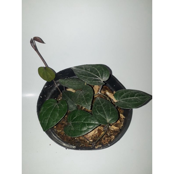 SIRIH HITAM LOKAL ASLI
