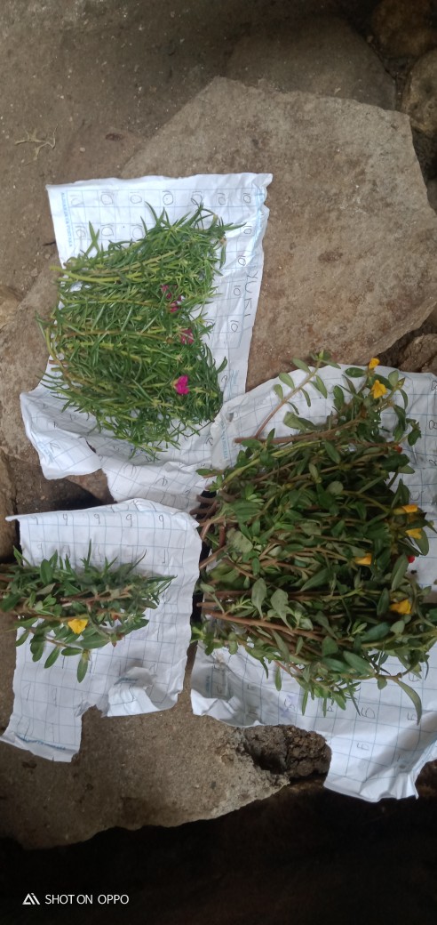 Polibek Ukuran 20 X 20