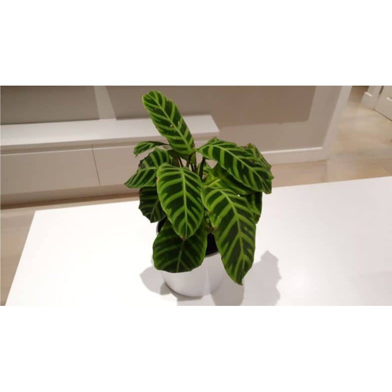 Calathea Zebrina