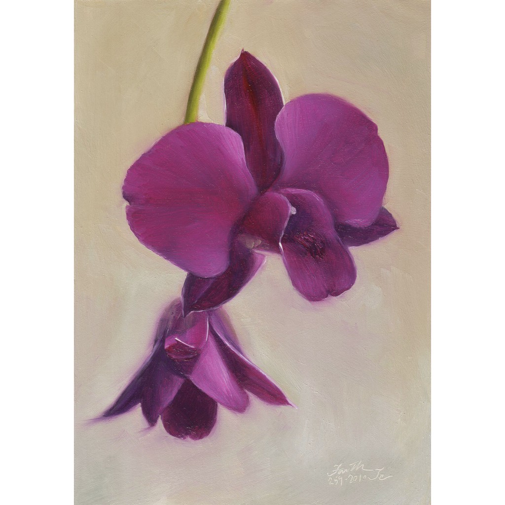 DendroBium Longjun Red Dewasa / Spike