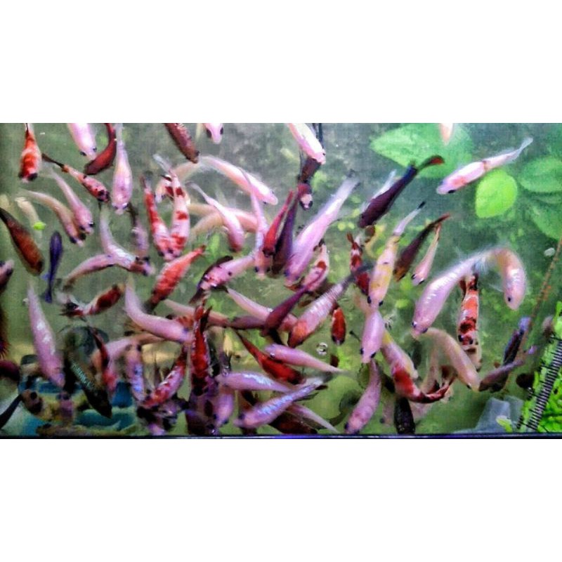 PROMOCUPANG NEMO,GALAXY,MULTICOLOR,CELLO,MG YELLOW