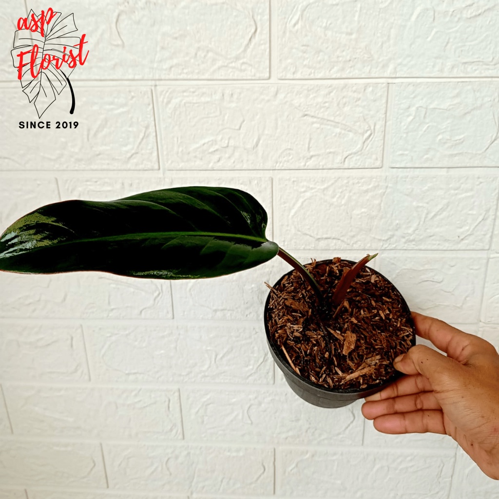 Philodendron Davidsonii - Philodendron Puqii - Medium Size