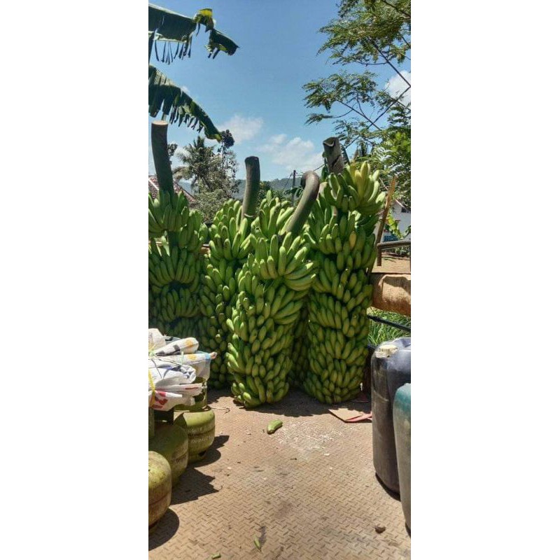 bibit pisang cavendis fhia 17