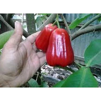 Unggulan Bibit Jambu Air Kesuma Merah|Bibit Jambu Kesuma Merah Murah|Ecer Grosi