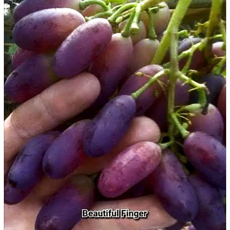ANGGUR IMPORT BEAUTIFUL FINGER DIJAMIN VALID BISA COD