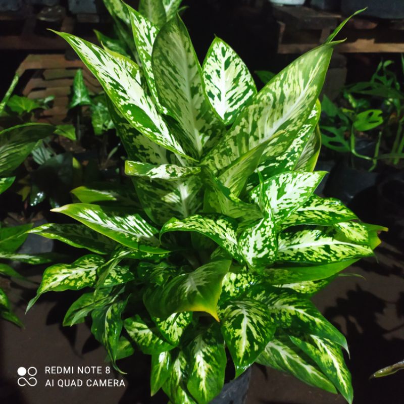 TANAMAN HIAS DIVEN BRAZIL