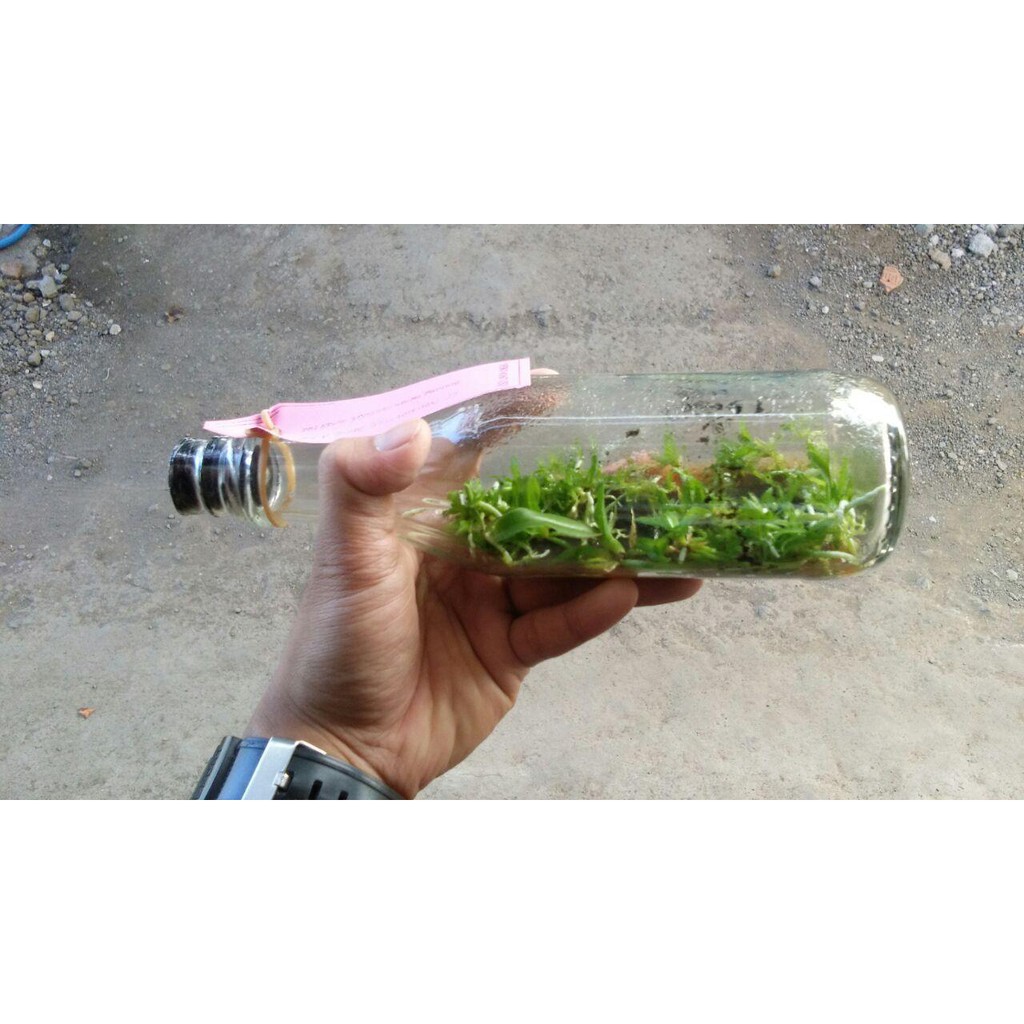 Bibit Anggrek Cattleya