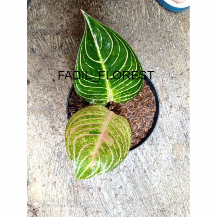 Tanaman hias aglonema Dewi Hugest//Baby aglonema Dewi Hugest (Hughes) SEED_AGLONEMA