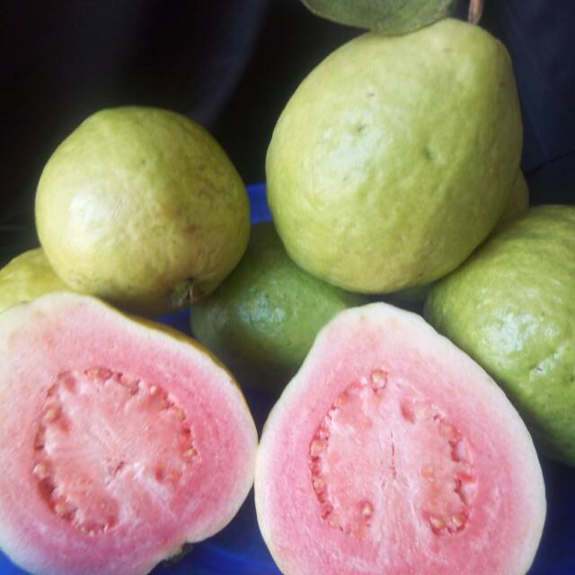 

BUAH JAMBU BIJI