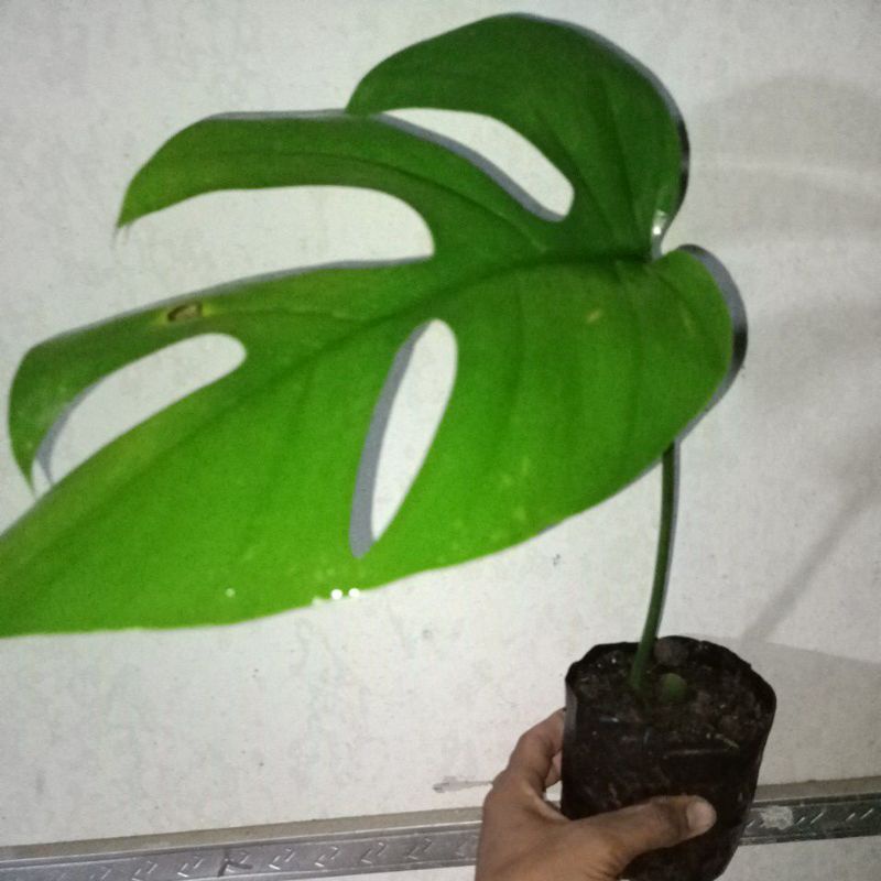 monstera Tetra sperma 1 daun