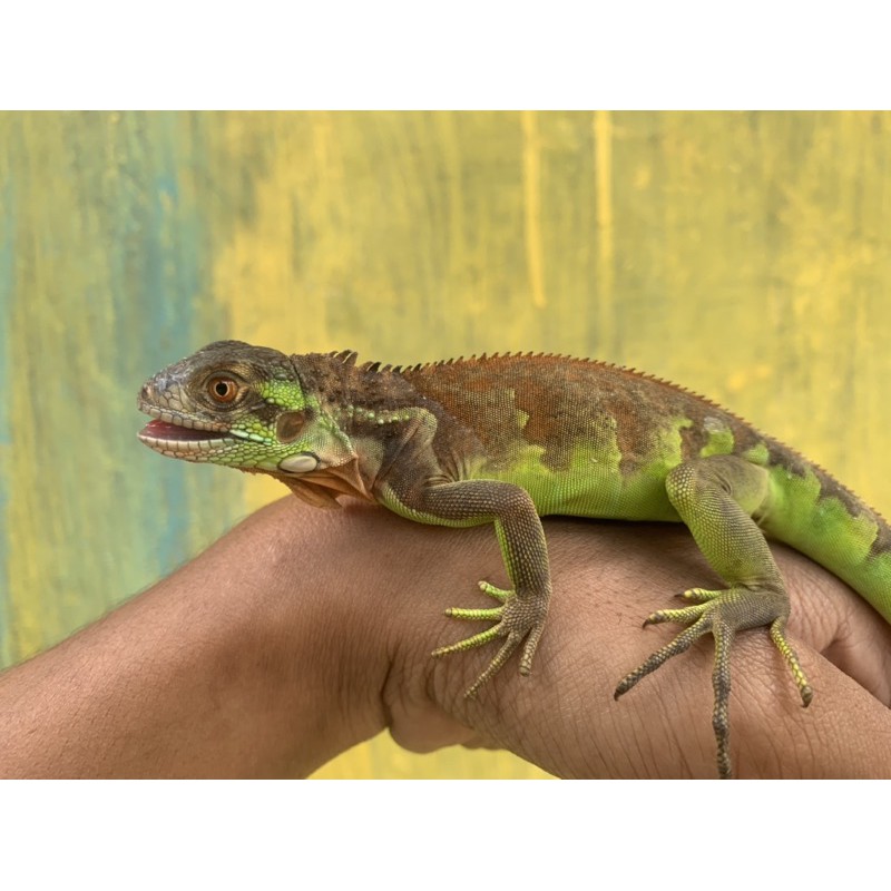 RED IGUANA BABY UP