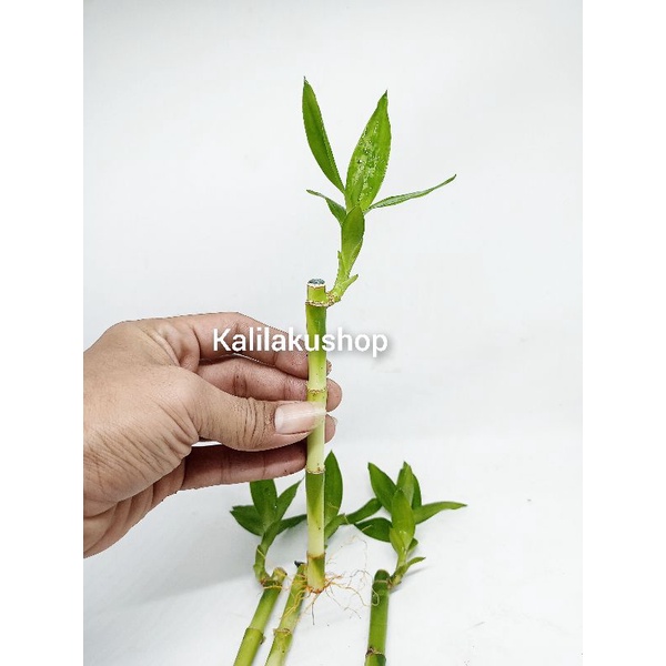 Tanaman Aquascape Bambu hoki/Tanaman Aquarium/batang bambu hoki/Tanaman Air/tanaman hias meja