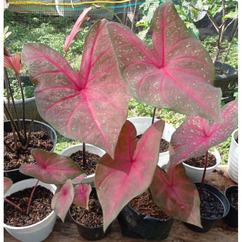 Bunga Caladium Mirzani Tanaman Hias Bunga Keladi Murah Keladi Mirzani Ready Stok