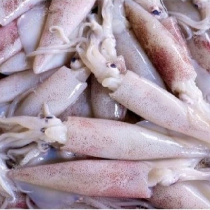 

Cumi Segar 500/1000 Gram