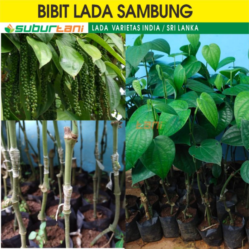 Bibit Lada India Sambung Melada