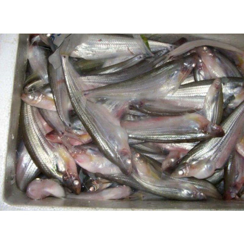 

Ikan Lais Segar